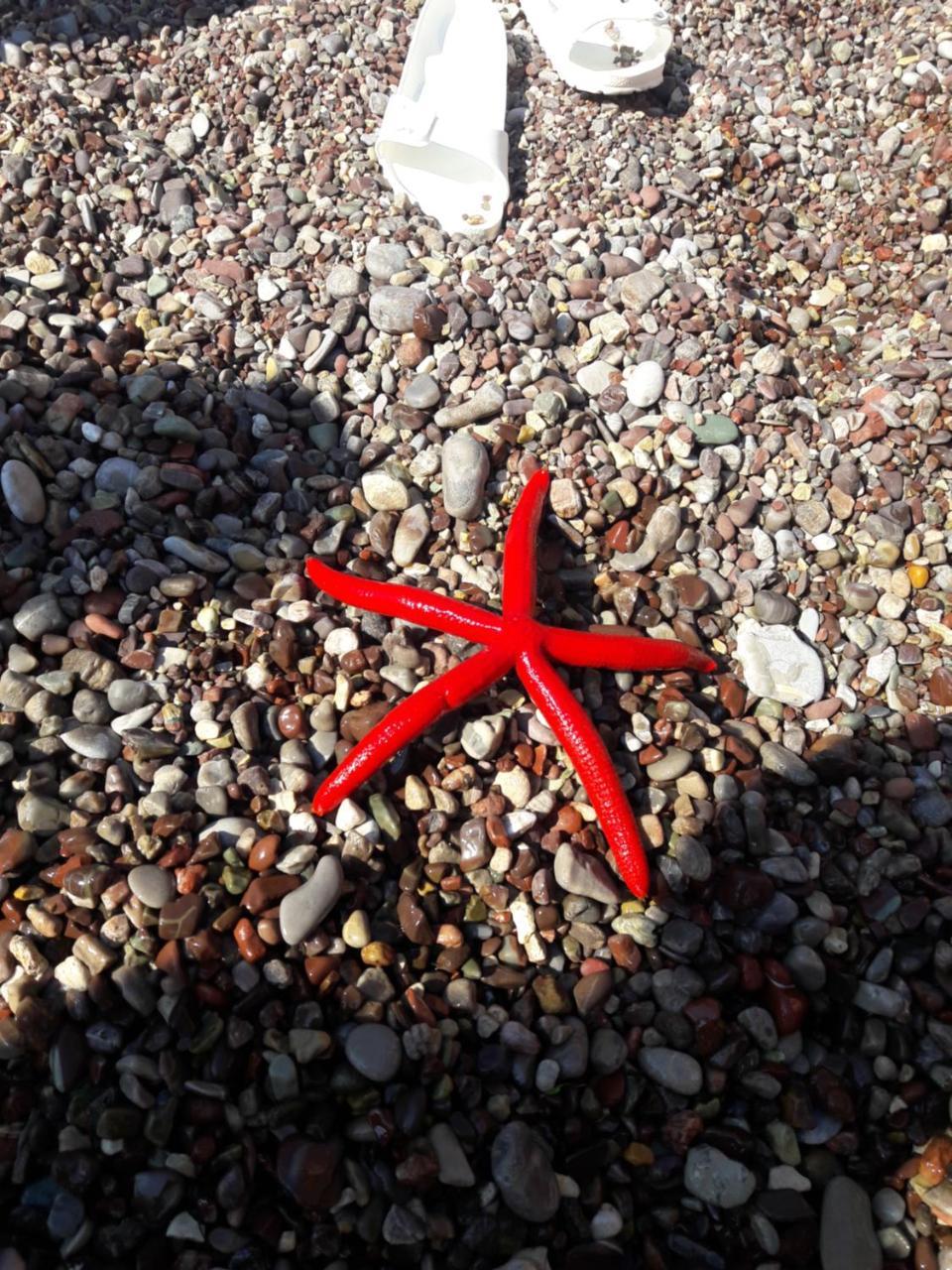 Sea Star Apartment Dobra Voda Eksteriør bilde
